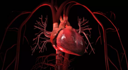 El sistema circulatorio