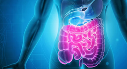 O sistema digestivo parte 2: O intestino delgado e o intestino grosso