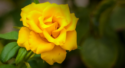 Existe uma rosa sem espinho?