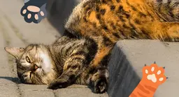 Mascotas que ronronean