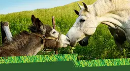 Burro ou cavalo?