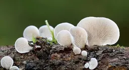 O mundo secreto dos fungos