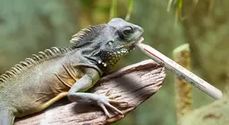 ¿Pueden tener frío los reptiles?