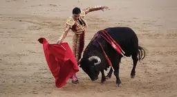 Como os touros veem uma capa de tourada? - A visão dos animais
