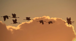 ¿Cómo vuelan las aves? Parte 3