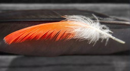 ¿Qué fue primero, la pluma o el ave?