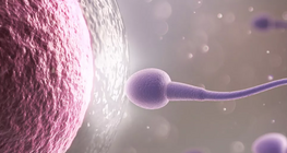 El óvulo y el espermatozoide