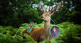 Comparar as células de plantas e de animais