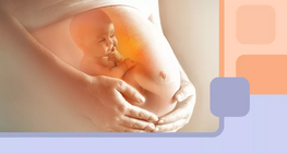 ¿Qué ocurre durante el embarazo?