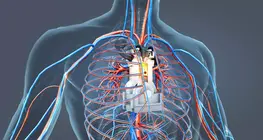 El motor del organismo humano