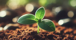 La agricultura sostenible