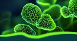 O mundo das hormonas vegetais