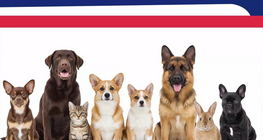 Nombres de 21 à 70 ; les animaux