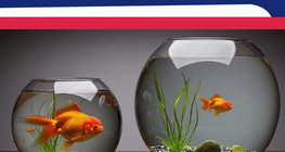 Le comparatif et le superlatif