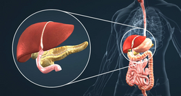Endocrine system IV. 
