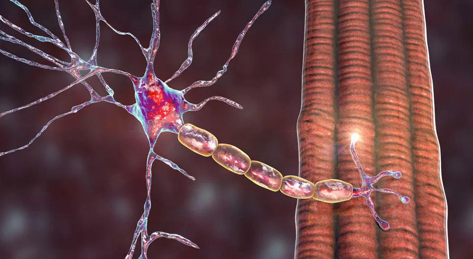 Biomechanical properties of the peripheral nerves