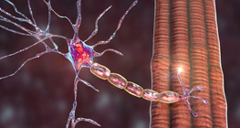 Biomechanical properties of peripheral nerves