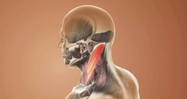 Functional anatomy, trunk and neck muscles