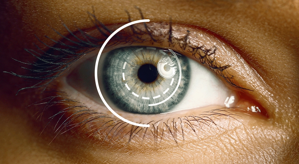 The visual system
