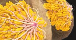 Self-examination of the breasts and testicles