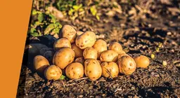 Oásis de batata