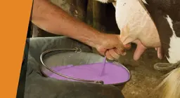 Leche morada