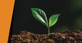 En la oscuridad de la noche