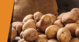 Catalizador de patata