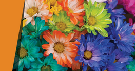 Pétalos de mil colores