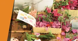 Pintar con plantas