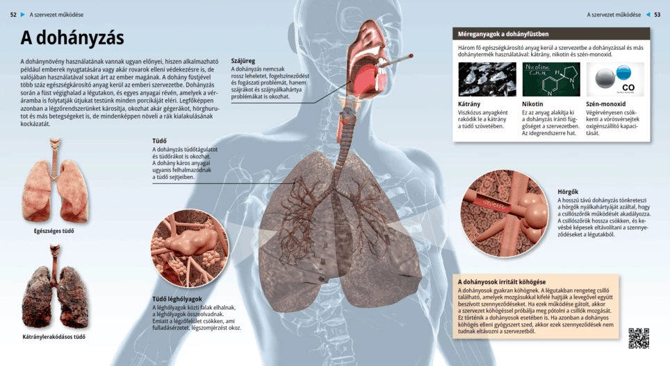 The Effects of Smoking