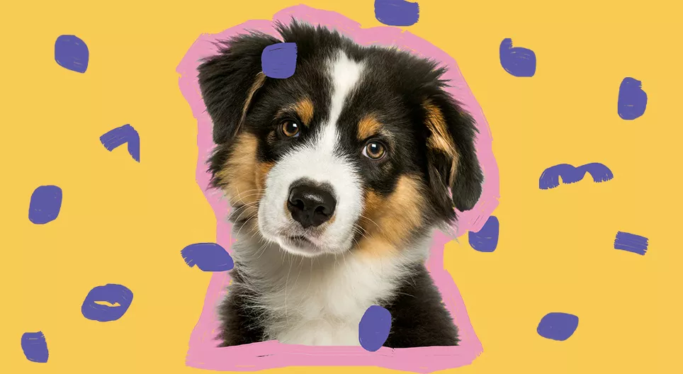 Gostariam de ter um cãozinho?