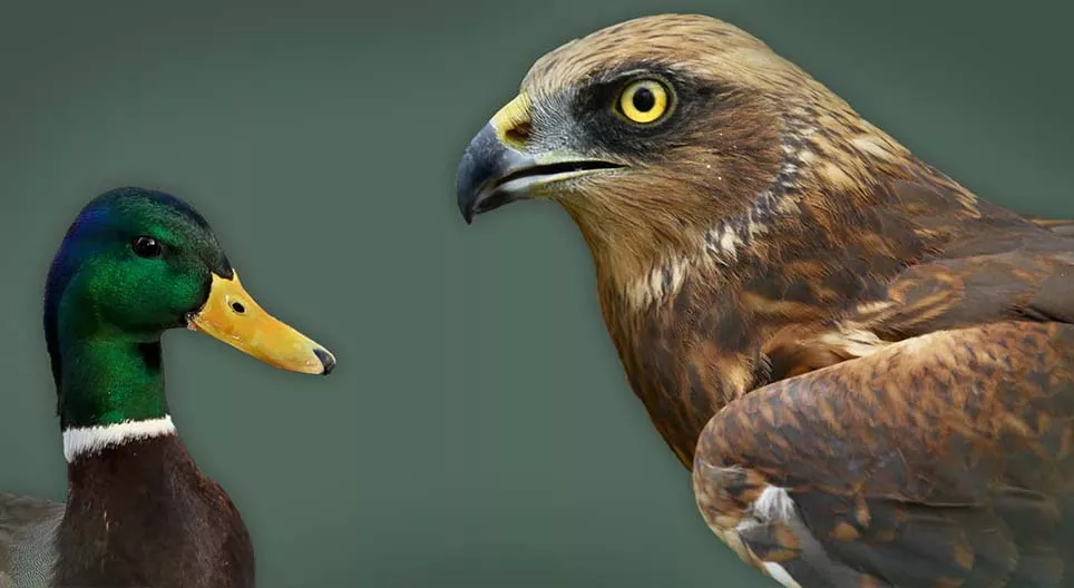 Aves aquáticas e aves costeiras