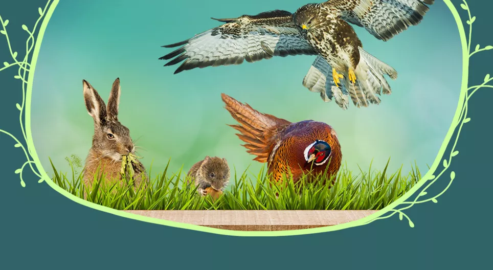 Animais de campos