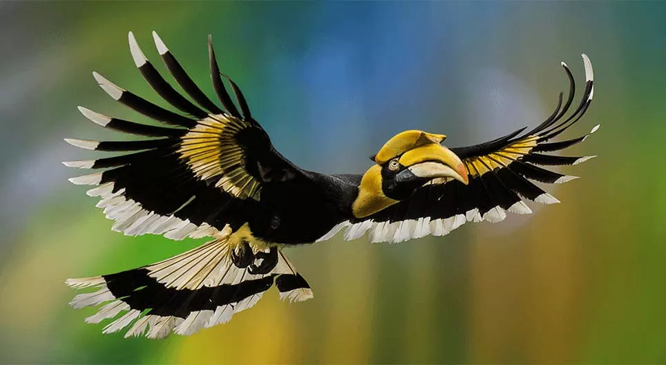 O mundo das aves