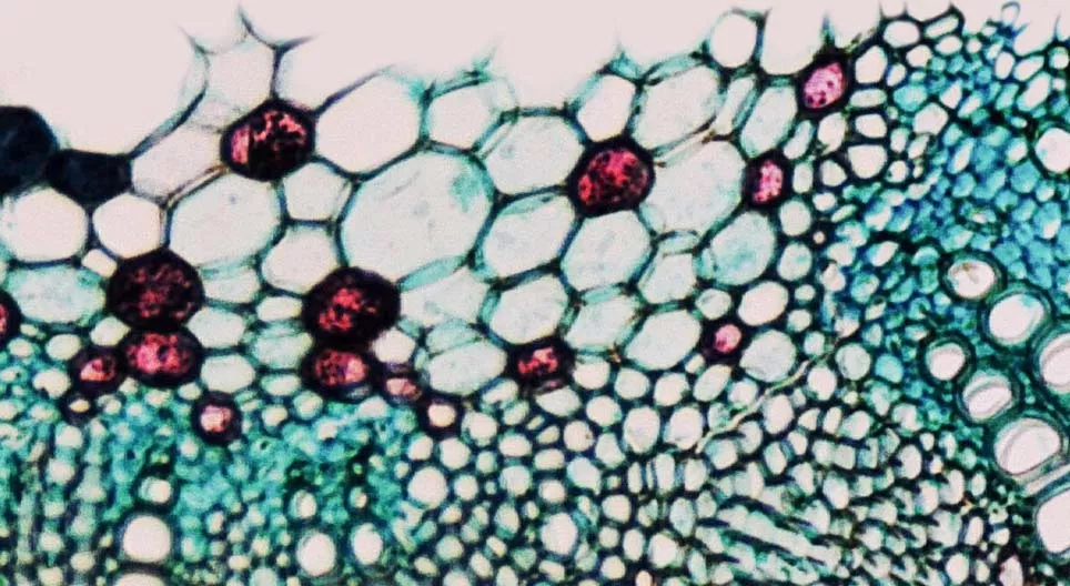 Quais são as características dos tecidos vasculares das plantas?