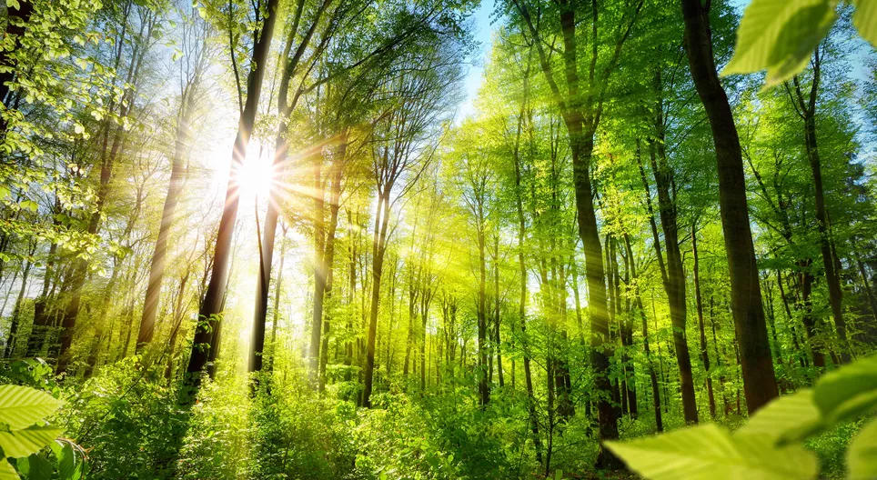 VAMOS CONHECER AS DIFERENTES CARAS DA FLORESTA!