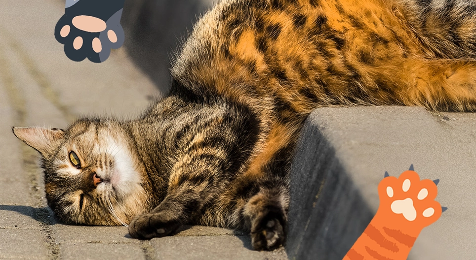 Animais de estimação que ronronam