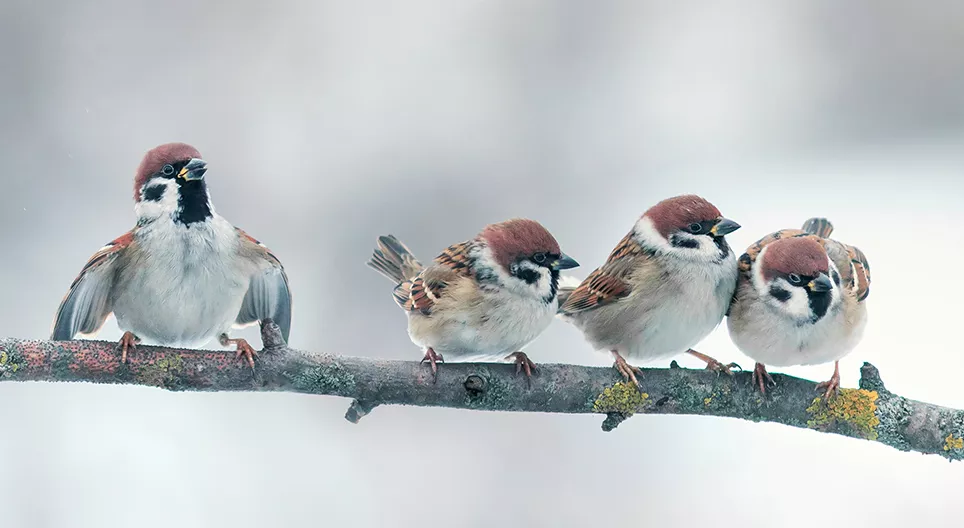 Como voam as aves? Parte II