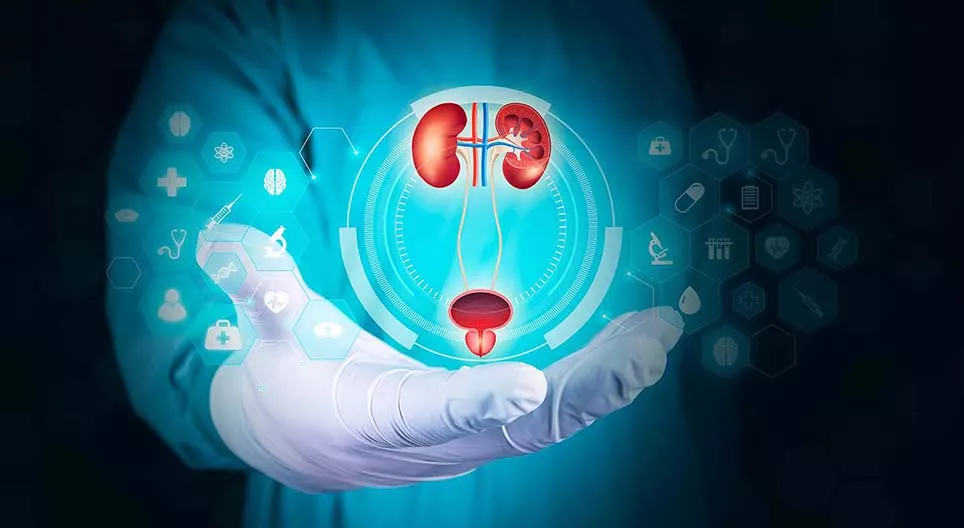 O sistema urinário humano