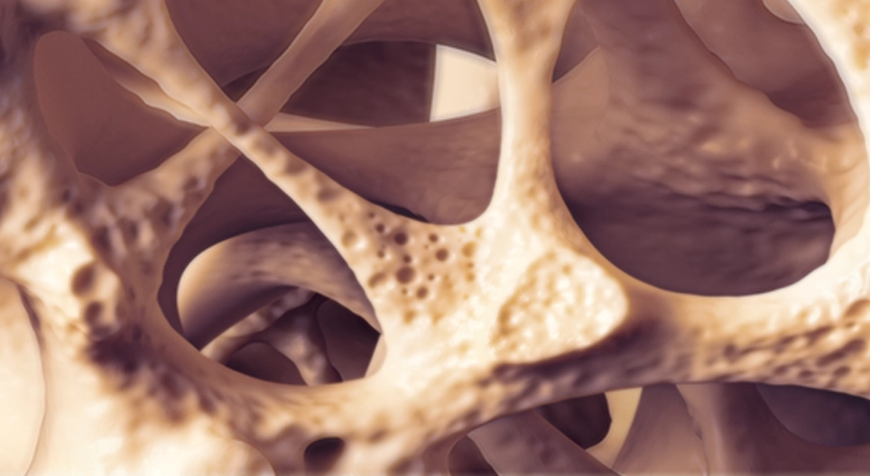 Biomechanical behavior of the bone tissue