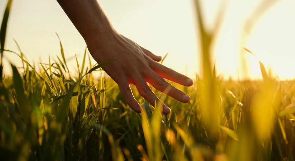 Sensory functions