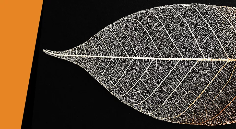 Leaf skeleton