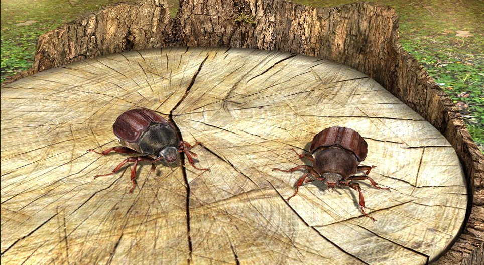 Besouro (Melolonta)