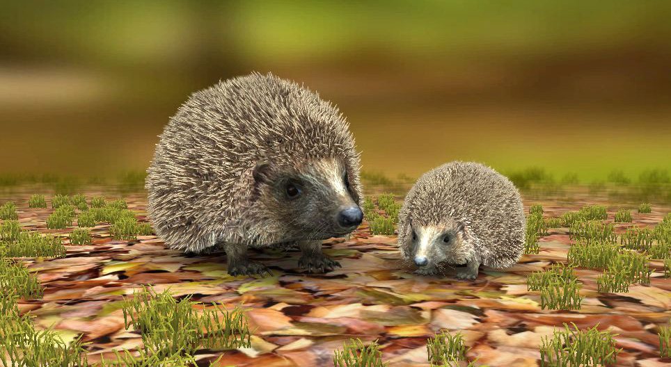 Ouriço de peito branco do norte