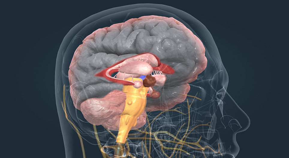 Sistema ventricular e principais núcleos da base