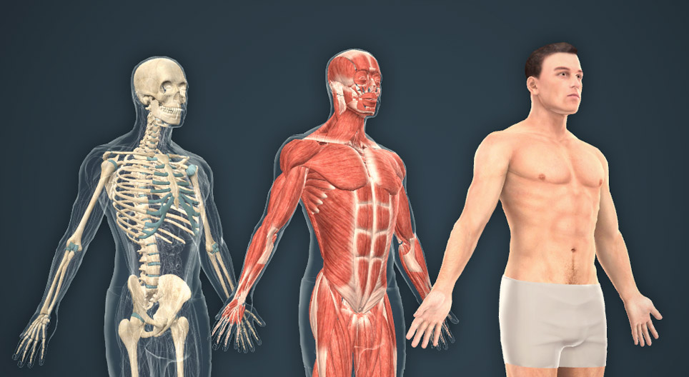 Corpo humano (masculino)