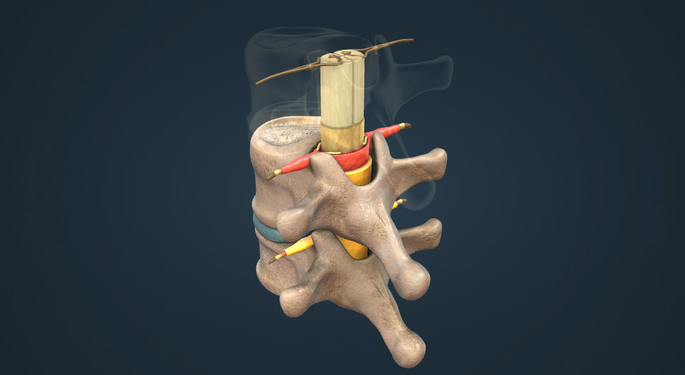 Anatomia da medula espinal