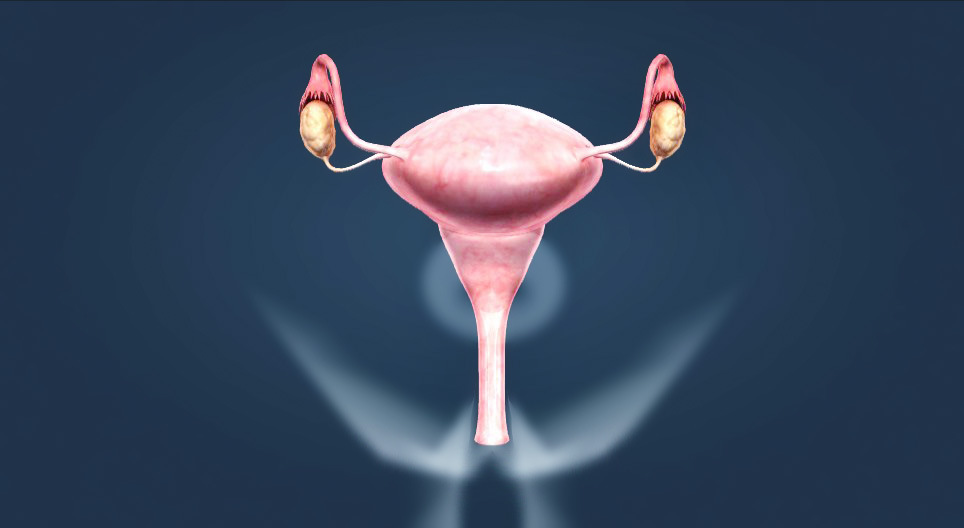 Aparelho reprodutor feminino (intermédio)