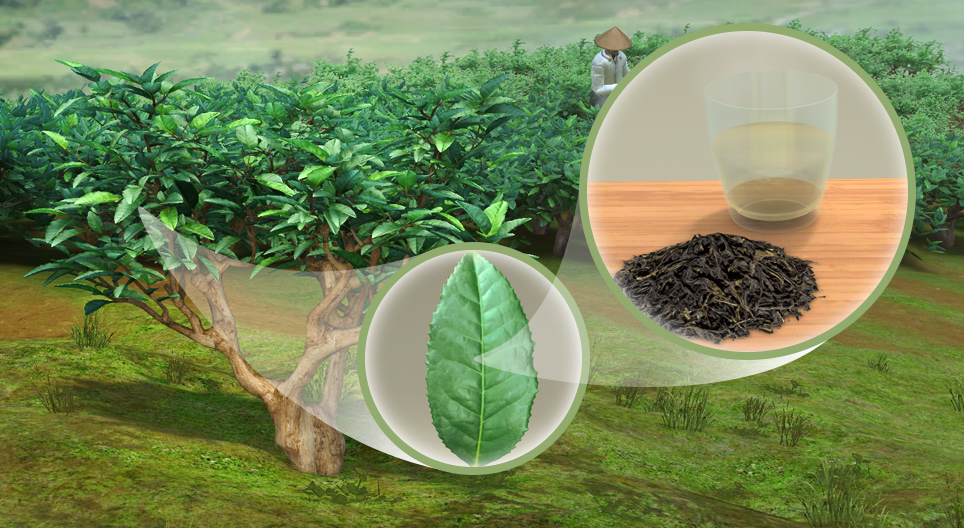 Tea plant (Camellia sinensis)